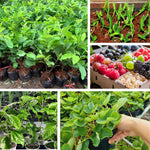 Combo 4 Mixed Fruit Plants Live, Dragon Fruit, Passionfruit, Pink Guava and Strawberry, 4-8” Tall, Easy to Grow, Productive Varieties