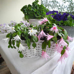 Easter Cactus Live Plant, Vibrant Blooming Cactus for Indoor Outdoor Gardens, 4-8'' Tall, No Pot (Random Blooms)