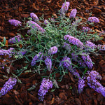 Butterfly Bush Plant Live, Perennial Buddleia Bushes Ready to Grow Outdoor 4-8 Inches (Purple Blue Buddleia)