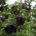 Live Black Elderberry Plant, Elderberry Bush Plants, 5-9 Inches Tall, Ready for Growing, Dormant in Winter