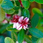 Pink Guava Tree Live Plant, 5 to 7 Inc Tall, Pink Guava Plant Live for Planting, Zone 9 to 11