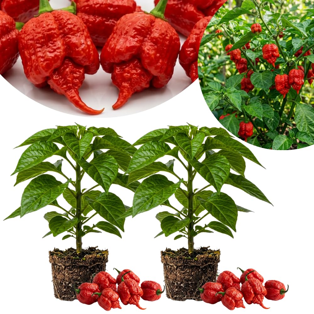 Set 2 Pepper Plants Live for Planting, Hot Chili Pepper Plant, 4-6 Inc Tall, Live Vegetable Plants for Indoor Outdoor Growing