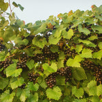 2 Muscadine Grape Vines Live Plants, Grape Plants Live for Planting, 4 to 7 Inc Tall