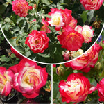 Rose Live Plant, Roses Flower Plant, Fragrant Flower for Planting, 4-6 Inches Tall, Bush Shrub Plants, Well Rooted, Ready to Grow (Orange Rose)