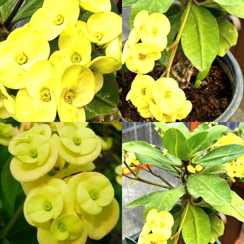 2 Euphorbia Milii Yellow Crown of Thorns Plant Live, Cold Hardy Succulent Houseplant 4-7" Tall with Constant Blooms