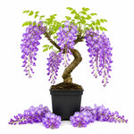 Purple Wisteria Tree Live Plant, Fragrant Flowering Vine in 2.5'' Pot, Blooming Wisteria Tree fot Container and Garden Growing