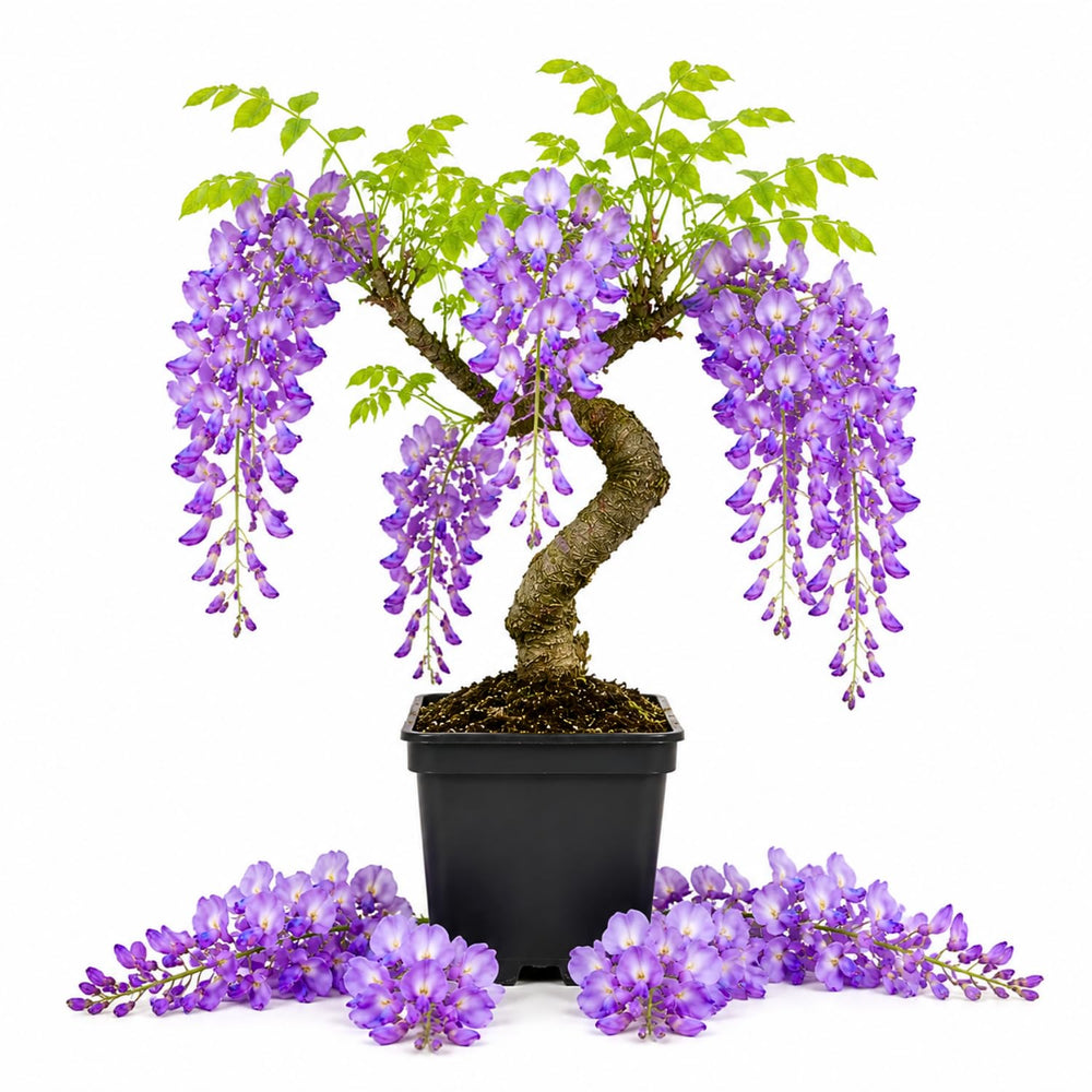 Purple Wisteria Tree Live Plant, Fragrant Flowering Vine in 2.5'' Pot, Blooming Wisteria Tree fot Container and Garden Growing