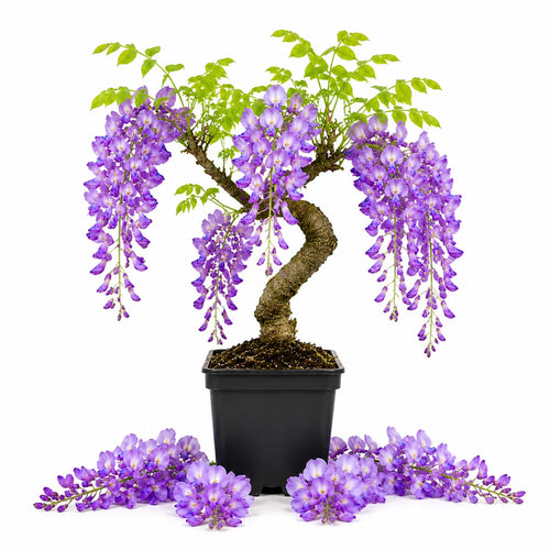 Purple Wisteria Tree Live Plant, Fragrant Flowering Vine in 2.5'' Pot, Blooming Wisteria Tree fot Container and Garden Growing
