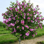 2 Mixed Althea Plants Seedlings 6–12 Inches, Hardy Flowering Hibiscus Bare Roots, Winter Dormant