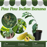 Pawpaw Tree Live Plant, Paw Paw Tree Live Plant, 6 to 12 Inc Tall