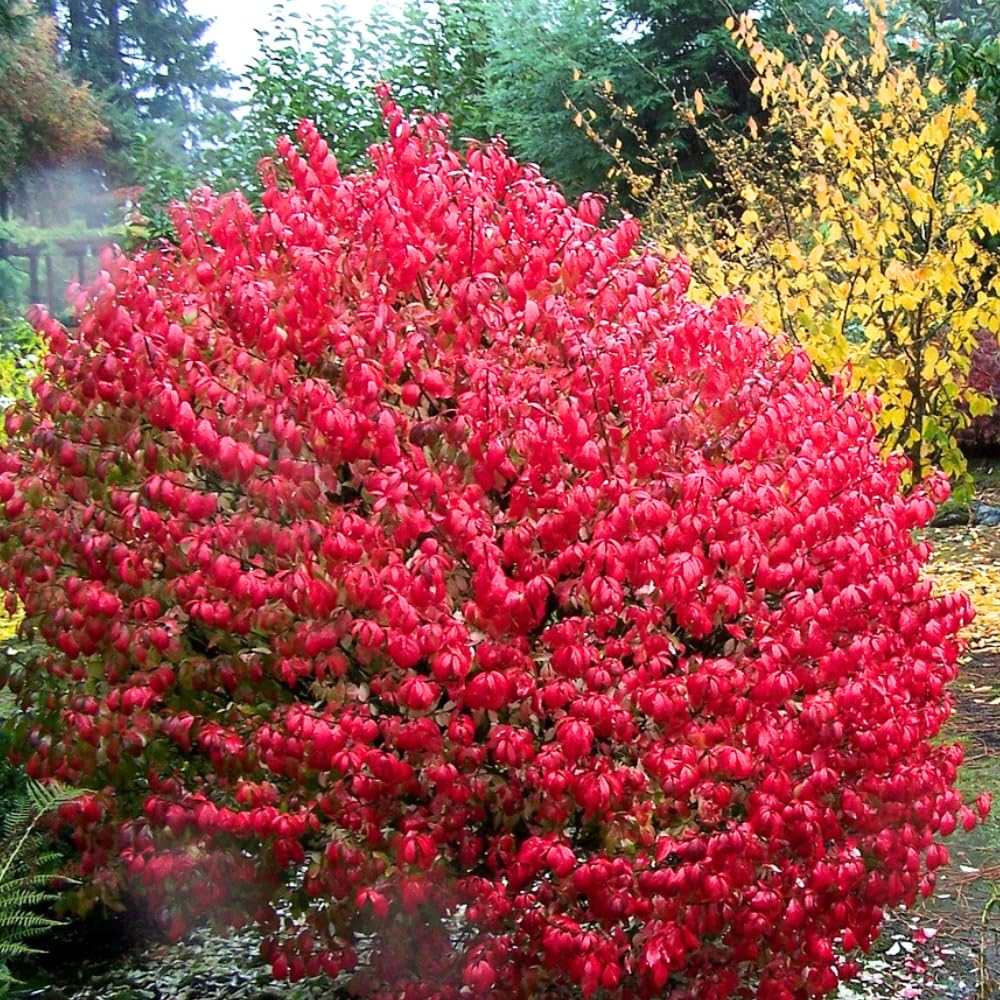 Set of 4 Burning Bush Rooted Cuttings Live, 8-12 Inches Tall Hardy Shrubs for Outdoor Landscaping