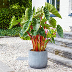 Set 2 Hawaiian Colocasia Elephant Ear Plants Live 4–7 Inches Tall, Tropical Foliage Plants for Outdoor Garden, Large Leaf Plants for Patio, Containers or Landscape