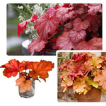 2-Pack Live Heuchera Coral Bells Plants, Brown, Orange, Pink, Red Leaves, Vibrant Indoor Outdoor Planting