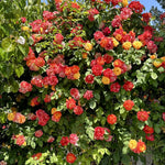 Orange Yellow Climbing Rose Live Plant Well Rooted, No Leaf, Ready to Plant Indoor Outdoor, Climber Rose Bush, Hybrid Tea Rose Like, Very Fragrant, Long Bloomer