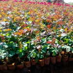 Climbing Roses Live Plants, Rose Bushes Ready to Planting, No Pot, Cut Back, Well Rooted, 6-8 Months Old (Deep Purple Lavender Striped)