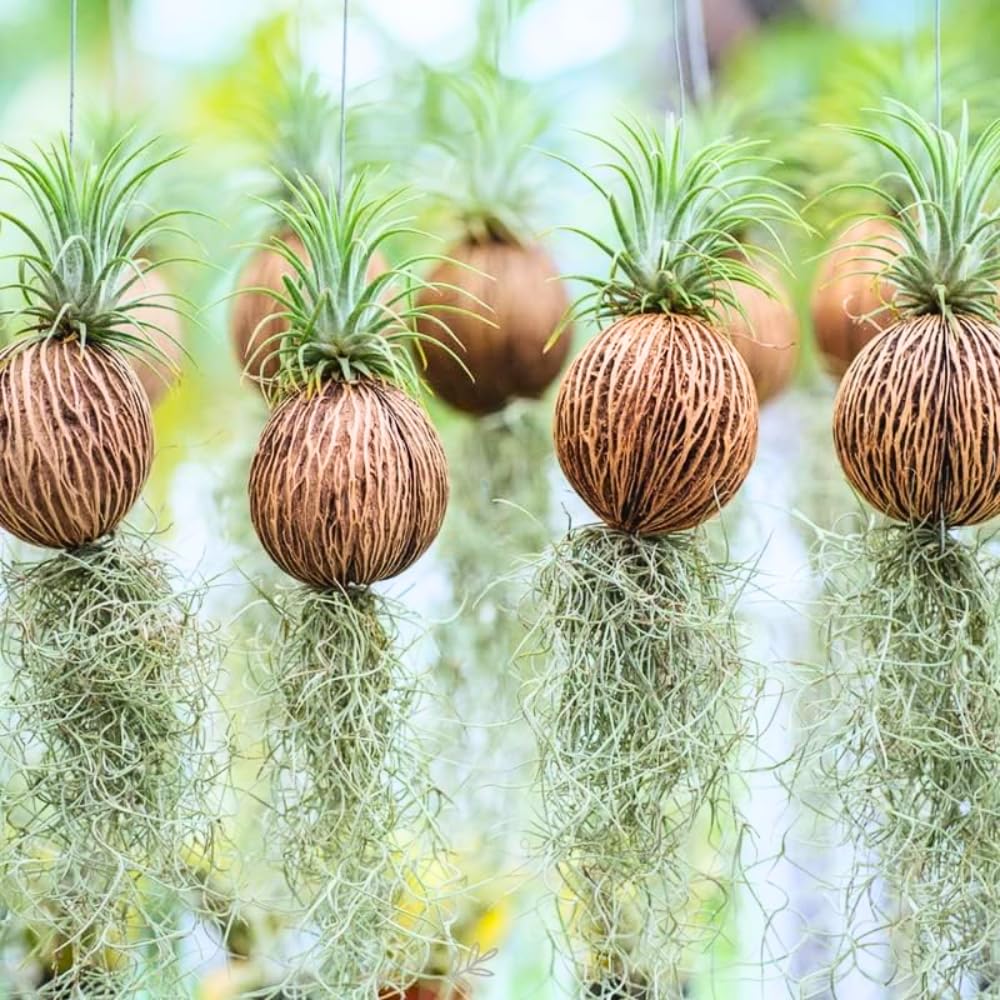 Fresh Spanish Moss Live Air Plant Tillandsia Decorative Garden Craft Basket, 2 Clumps 10-12" Long