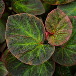 3 Packs Trailing Green Begonia Angel Wing Maculata Live Plants, 5-9 Inch Tall, Indoor Outdoor Polka Dot Begonia