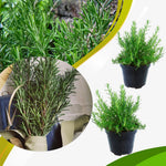 Set of 2 Live Rosemary Plants, Rosemary Herb in 4 Inch Pots for Indoor or Outdoor Growing