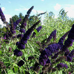 Pack 2 Butterfly Bushes Live Plant, Fragrant Buddleia Bush Shrub, 4 to 9 Inch Tall (Dark Purple Blooms)