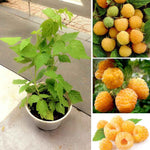 Cold Hardy Raspberry Plants Live for Planting, 6-8 Months Old Raspberry Bushes Live Plant, 5-9" Ready to Plant, Dormant in Winter, Fall Gold Variety