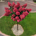 Dormant Hydrangea Live Plant Bush Shrub for Planting, 5 to 9" Hydrangea Tree Plant for Outdoor Planting, Change Color Flower Blooms (Pink to White to Red - Trim as Tree Hydrangea)