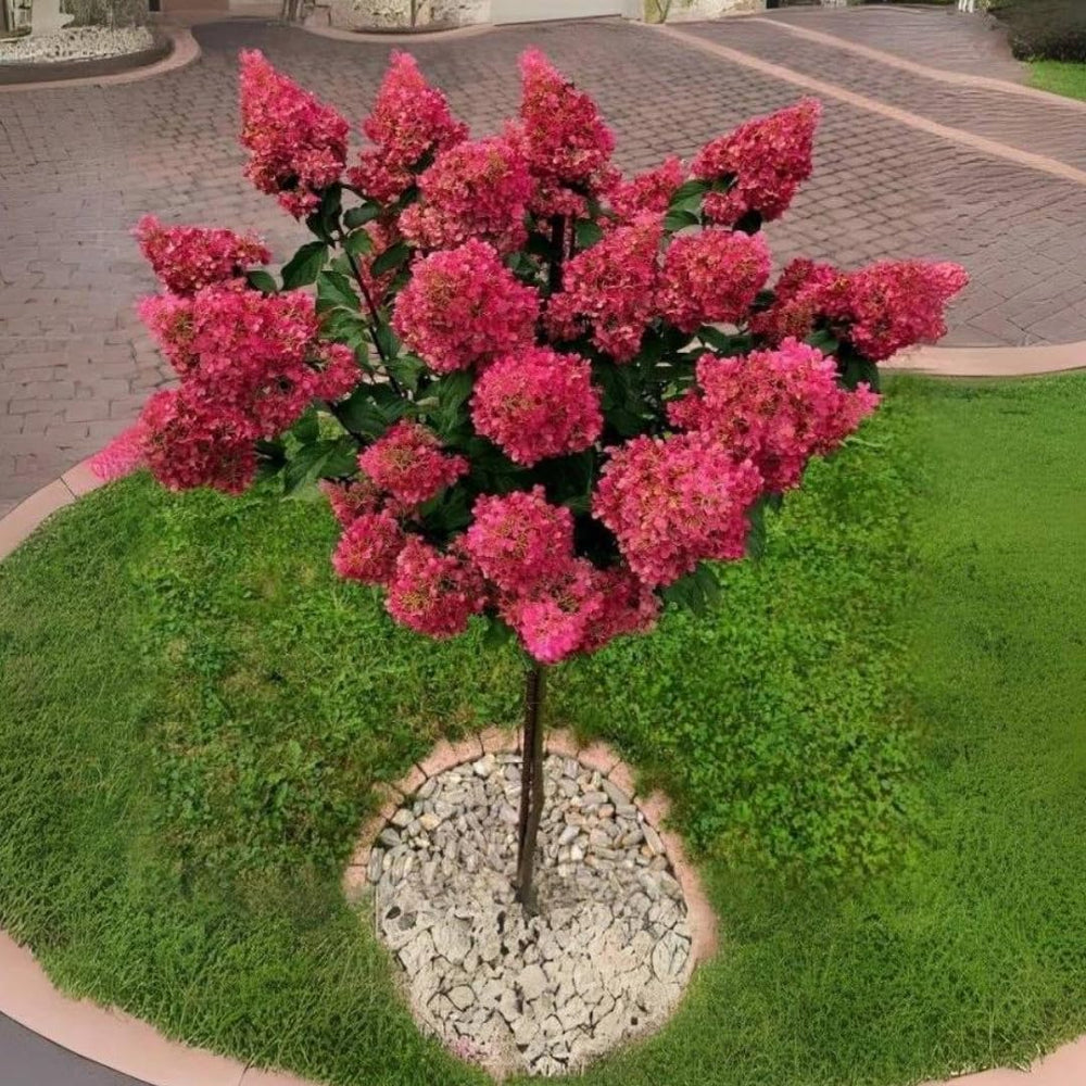 Dormant Hydrangea Live Plant Bush Shrub for Planting, 5 to 9" Hydrangea Tree Plant for Outdoor Planting, Change Color Flower Blooms (Pink to White to Red - Trim as Tree Hydrangea)