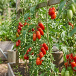2 Long Red Tomato Plants, 6-8 Inc Tall, Live Tomato Plants for Planting