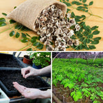 Pack of 100 Moringa Oleifera Seeds for Growing, Vegetable Garden Seeds, Moringa Tree Seeds for Outdoor Garden Growing