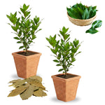 Laurus Nobilis Bay Leaf Trees Live Plants, 5-9 Inc Bay Laurel Sweet Bay Live Plant for Planting, Fragrant Bayleaf Tree, No Pot, Well-Rooted Plant Live