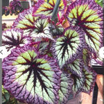 3 Packs Fire Begonia Angel Wing Maculata Live Plants, 5-9 Inch Tall, Indoor Outdoor Polka Dot Begonia
