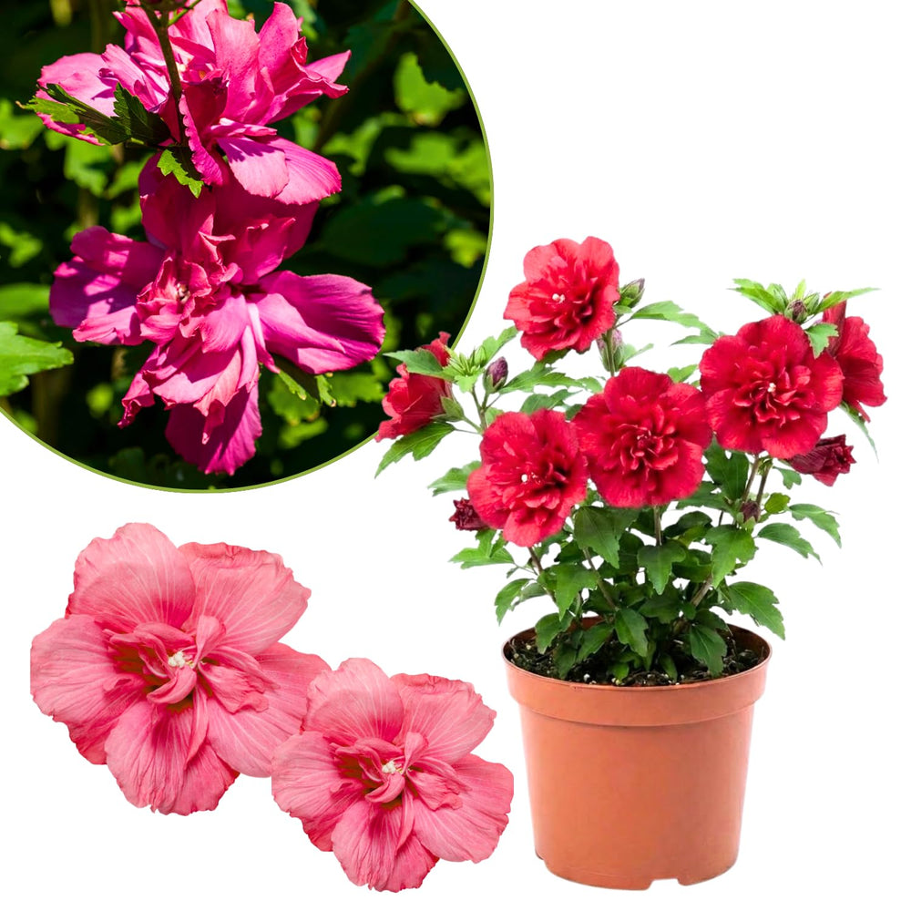 Althea Rose of Sharon Bush Live Plants in Pot, Hibiscus Plant Live, Fragrant Rose of Sharon Plant, from 6 to 13 Inch Tall (Red)