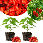 Set 2 Pepper Plants Live for Planting, Pepper Plant, 4-6 Inc Tall, Live Vegetable Plants for Indoor Outdoor Growing (Hot Red Peppers)