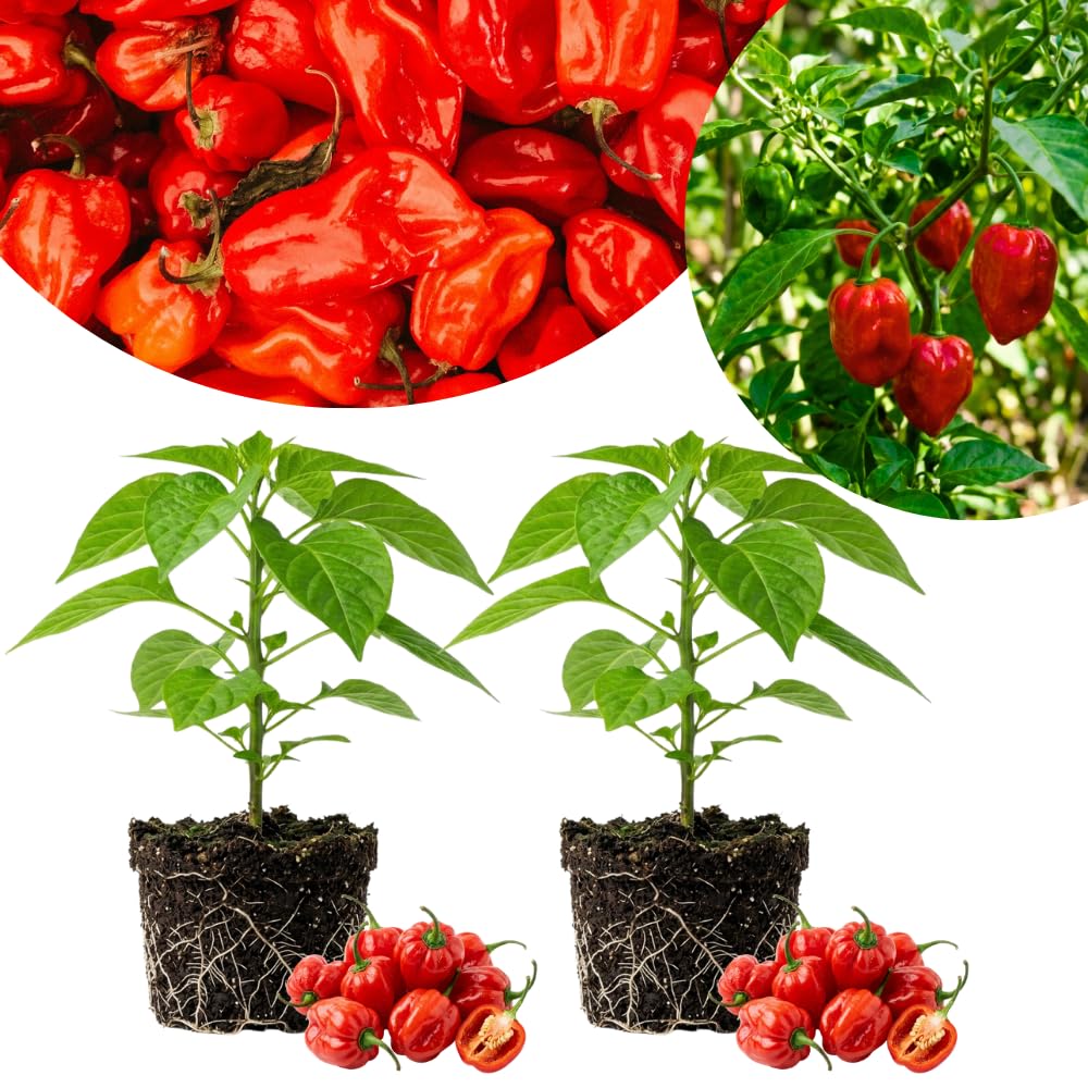 Set 2 Pepper Plants Live for Planting, Pepper Plant, 4-6 Inc Tall, Live Vegetable Plants for Indoor Outdoor Growing (Hot Red Peppers)