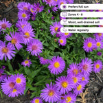 Aster Plants Live, Asters Perennial Live Plants, Vibrant Purple Blooms, 5 to 7 Inches Tall, Ideal for Indoor Outdoor Gardening