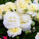 Live White Climbing Roses Plant, Starter Climbing Rose Bush Plant, 4-7" in Tall for Spring Planting