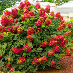 Hydrangea Plant Live Tree Dormant in Winter, Vibrant Color Bloom, 5-11" Well-Rooted Hydrangea Shrub Bush for House Planting Outdoor (Ruby Slipper)