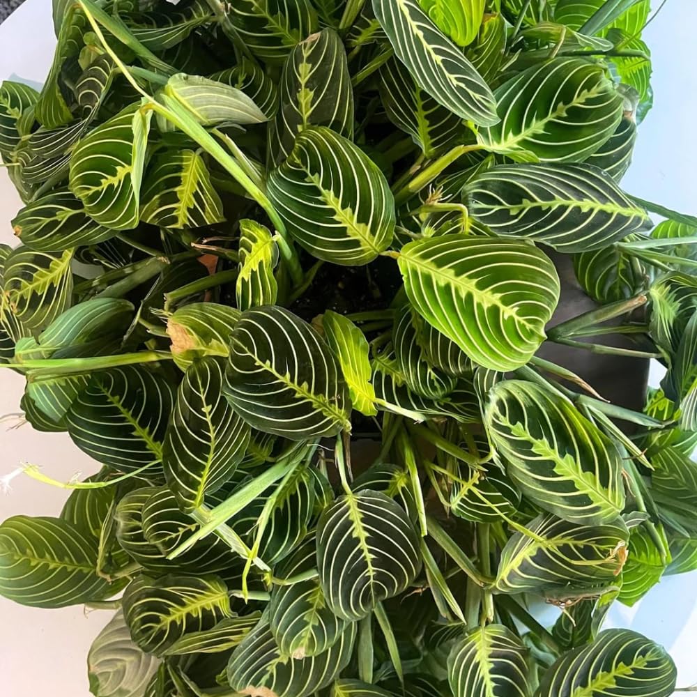 Lemon Lime Maranta Prayer Plant, Lemon Lime Prayer Plant, 4-6 Inch Tall, Rare Houseplant, Live House Plant for Home and Office Decoration