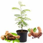 Sweet Tamarind Tree Live Plant, 2-3 Feet Tall in 1 Gallon Pot, Tropical Fruit Tree