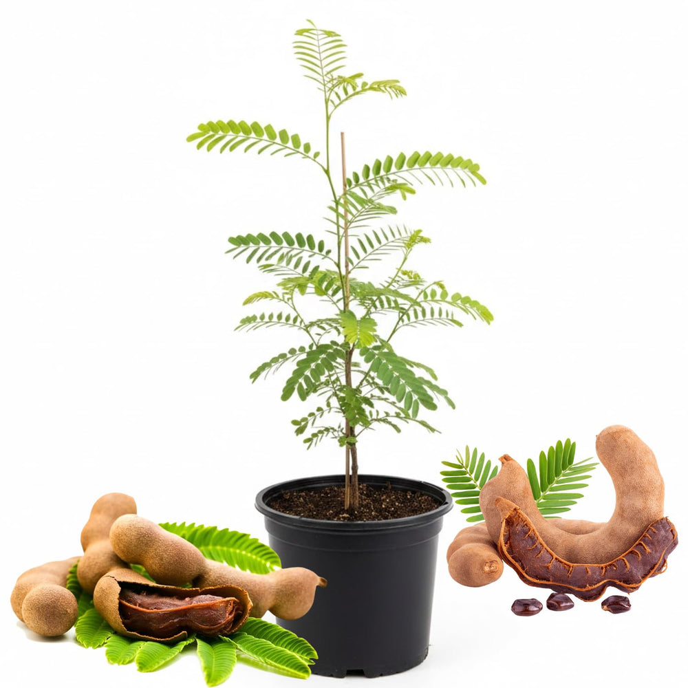 Sweet Tamarind Tree Live Plant, 2-3 Feet Tall in 1 Gallon Pot, Tropical Fruit Tree