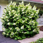 Hydrangea Plant Live Tree, White Oakleaf Color Bloom, 5-10" Well-Rooted Hydrangea Shrub Bush for House Planting Outdoor, Dormant