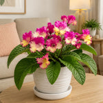 Yellow Pink Streptocarpus Lady Slipper Plants in 3.25 Inch Pot, Live Flowering Houseplant for Patio, Containers and Indoor Gardening