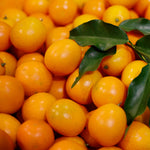 Kumquat Tree Plant in 1 Gallon Pot, 2-3 Ft Tall Citrus Fruit Tree, Sweet Kumquat Fruits - Outdoor Patio Container Plant