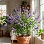Blue Chaste Vitex Plant Live, Vitex Shrub Live Potted Plant 1-2 Feet Tall