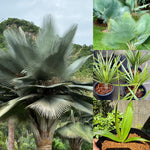 Live Palm Tree Plant in 3 Gallon Pot, No CA, Large Fully Rooted Size, Ready to Plant for Home Décor Indoor Outdoor Landscape, Rare Palm Trees, Giant Palm