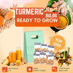 10 Turmeric Roots for Planting, Top Size Curcuma Turmeric Rhizomes, Hardy Perennial Herb Plants for Growing Outdoors