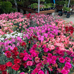 Set 6 Mixed Dwarf Dianthus Perennial Plants Live, Dianthus Live Plants for Outside Planting, Pink White Red Dianthus Color, Dianthus Flower Plant Live, Zones 3 to 9