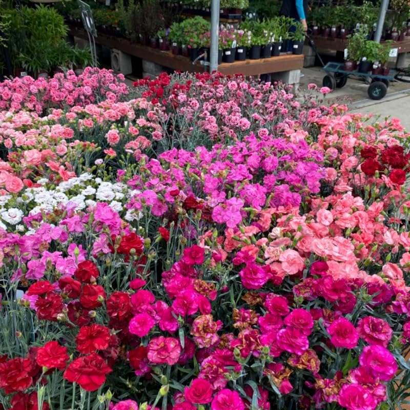 Set 6 Mixed Dwarf Dianthus Perennial Plants Live, Dianthus Live Plants for Outside Planting, Pink White Red Dianthus Color, Dianthus Flower Plant Live, Zones 3 to 9