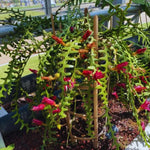 Fishbone Cactus Plant Live, Succulents Plant Live, 4 Inches Pot, Houseplant, Pink Epiphyllum Flower Cactus Live Plant for Home Decoration