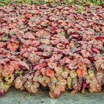 2-Pack Live Heuchera Coral Bells Plants, Brown, Orange, Pink, Red Leaves, Vibrant Indoor Outdoor Planting