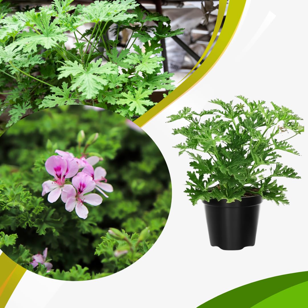 Citronella Live Plant, Fragrant Herb in 4 Inch Pot for Indoor or Outdoor Growing